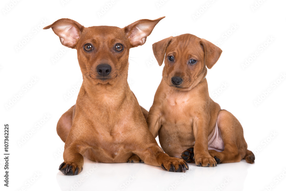 red pinscher dog with a puppy