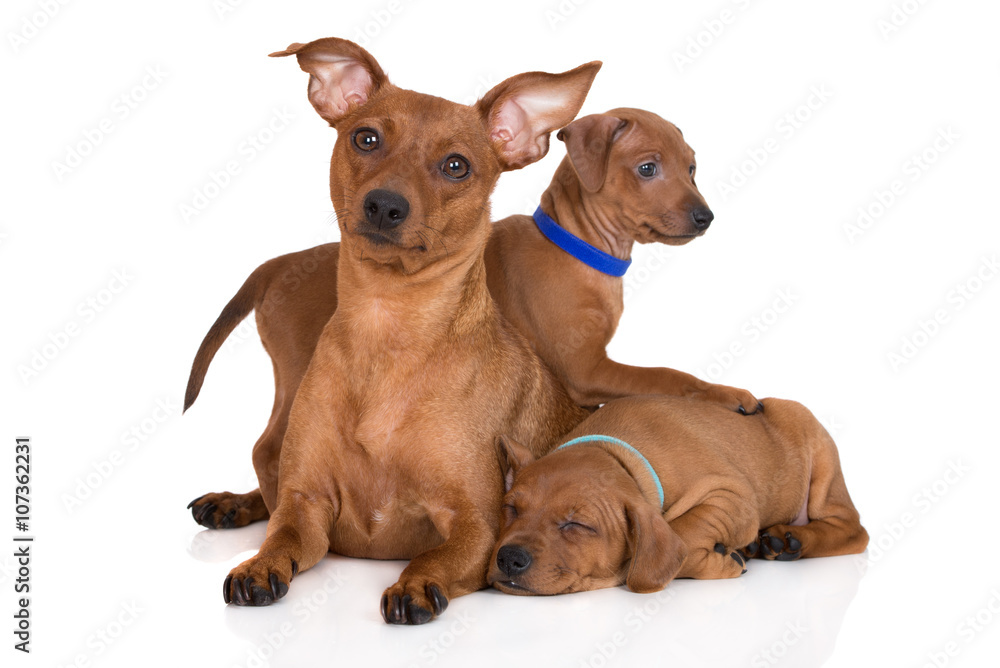 red pinscher dog with puppies red pinscher dog with puppies