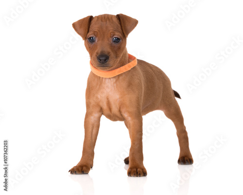 red pinscher puppy standing on white