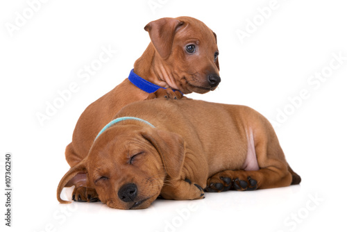 two red miniature pinscher puppies