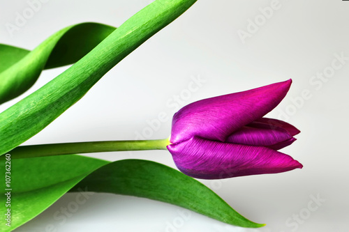 Purple tulip (closeup)