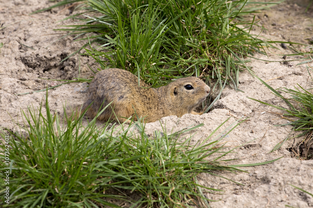 European ground squirrel, Spermophilus citellus is already scarce European ground squirrel, Spermophilus citellus is already scarce