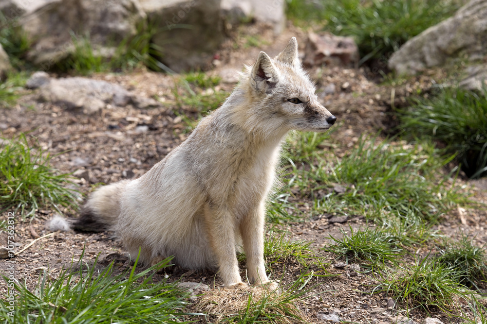 Corsac fox, Vulpes corsac is shrewd fox Corsac fox, Vulpes corsac is shrewd fox