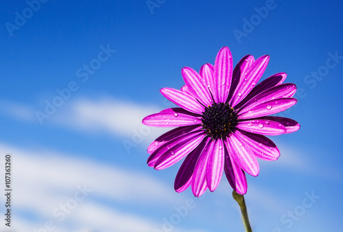 flor mojada en el cielo