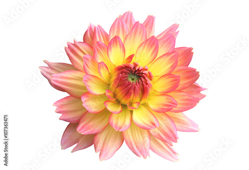 Pink and Yellow Dahlia isolated on white background