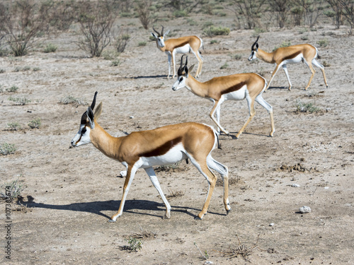 Thomsengazelle, Springbock (Antidorcas marsupialis) Okaukuejo, Etosha Nationalpark, Namibia, Afrika