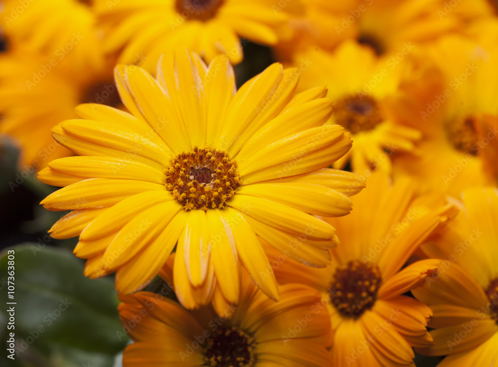 Yellow gerbera in a bunch Yellow gerbera in a bunch