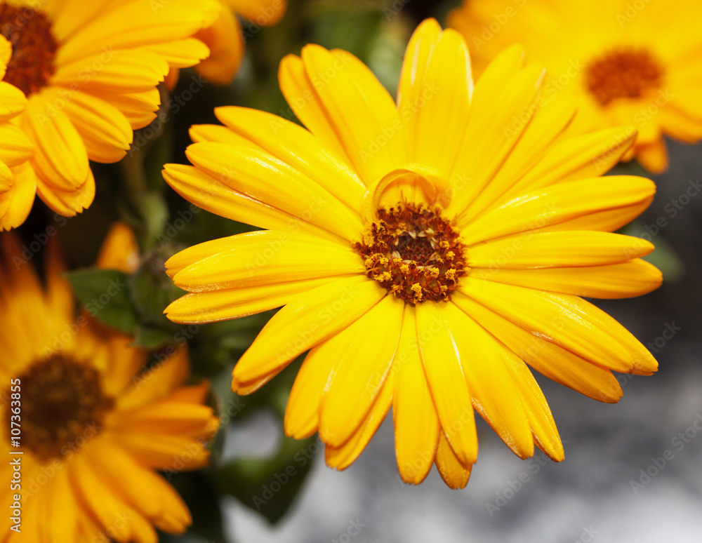 Yellow gerbera in close up Yellow gerbera in close up