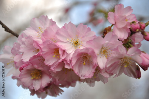 Kirschblüte im Stadtgarten Essen