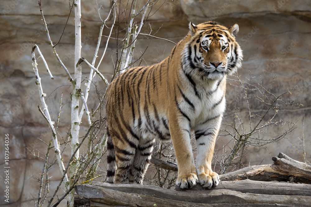 Obraz premium Amur Tiger, Panthera tigris altaica, uważnie monitoruje w pobliżu