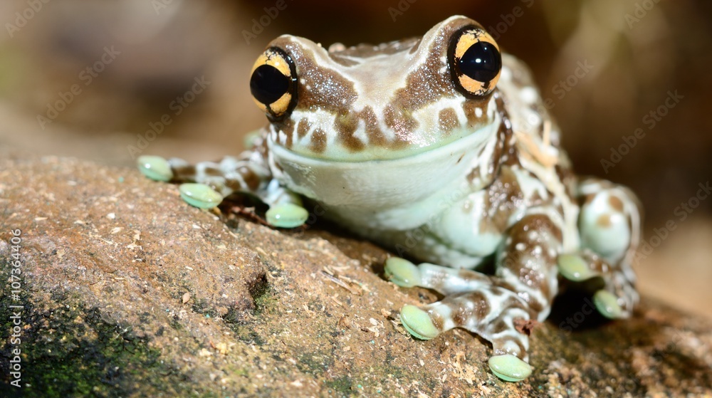 Fototapeta premium Colorful frog in terrarium