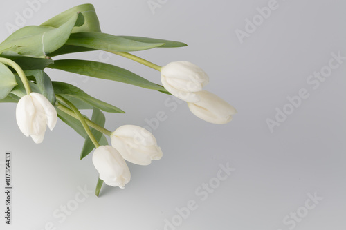 white tulips on white background