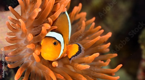 clownfish in marine aquarium