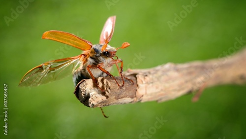 Cockchafer or May bug (Melolontha melolontha) in natural environment photo