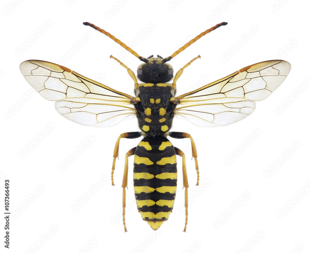 Wasp Polochrum repandum Wasp Polochrum repandum