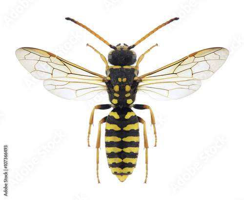 Wasp Polochrum repandum