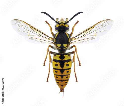 Wasp Vespula germanica (female)