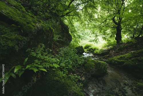 green forest river with lus...