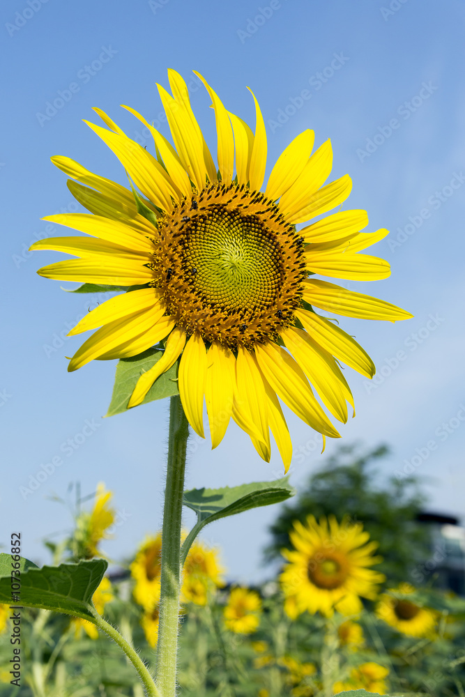 the sunflower in the farm with the blue sky the sunflower in the farm with the blue sky