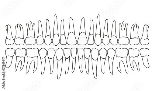 dentition
