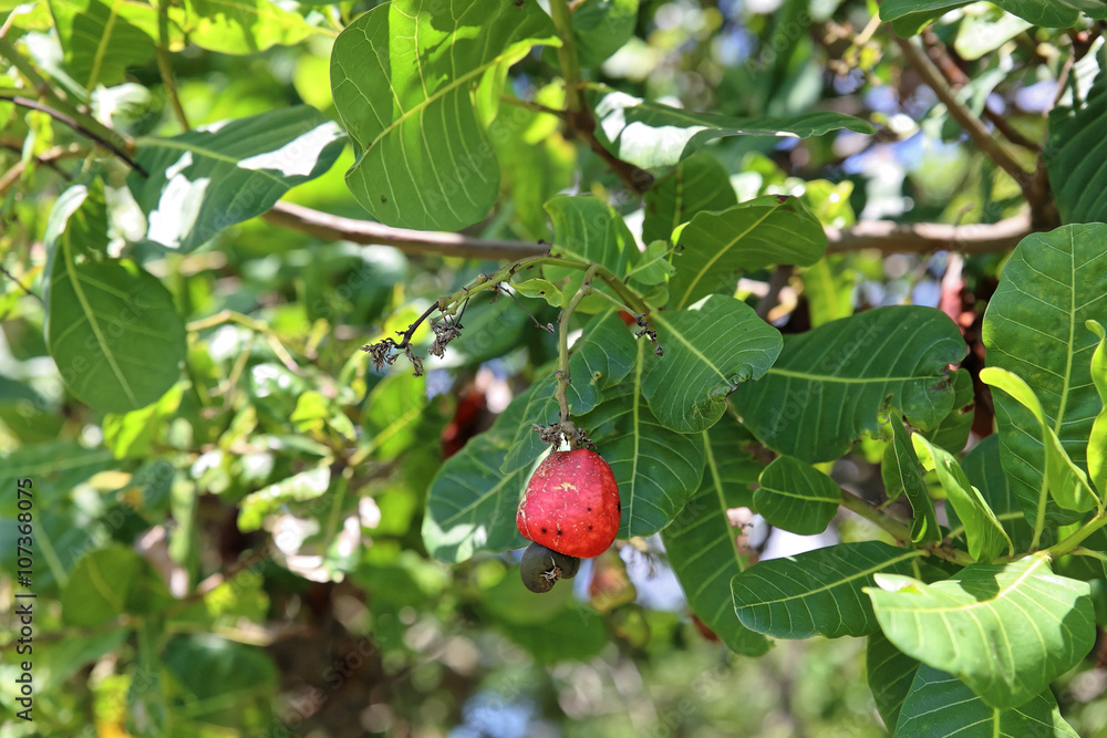 fruit de l'anacardier : la pomme et la noix de cajou fruit de l'anacardier : la pomme et la noix de cajou
