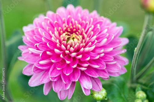 big chrysanthemum flower © percent