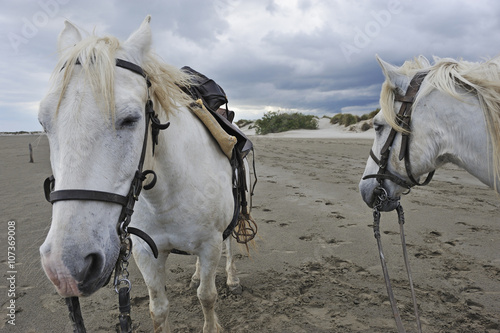 Camargue horses on beach  Camargue  France  Europe
