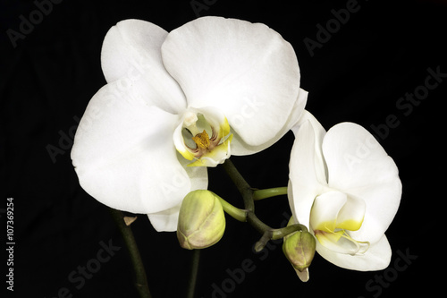 White Orchid white orchid with a black background
