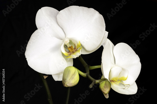 Fototapeta Naklejka Na Ścianę i Meble -  White Orchid/white orchid with a black background