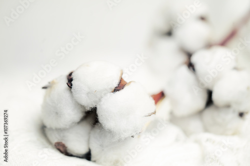 White Cotton Flower on Background with Copyspace
