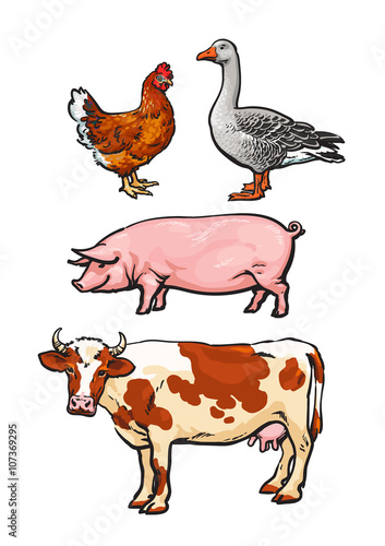 Farm animals, cow, pig, chicken, goose, poultry, livestock, color vector illustration, sketch style with a set of animals isolated on white background, realistic animal products for sale