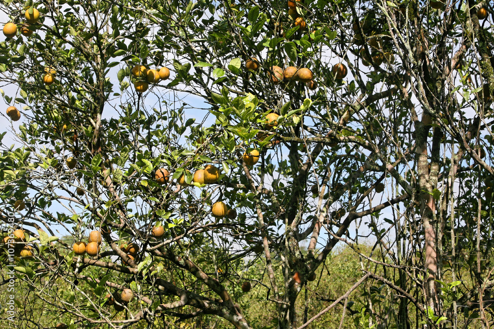 Oranger et ses fruits, Guyane française