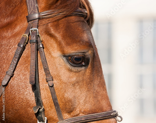 Muzzle horse. Close up. Profile