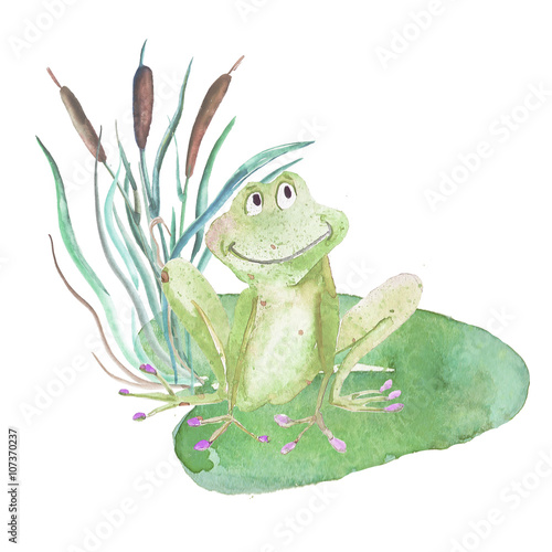 Frog. Watercolor isolated object.
