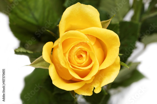Single yellow button of rose. Top view.