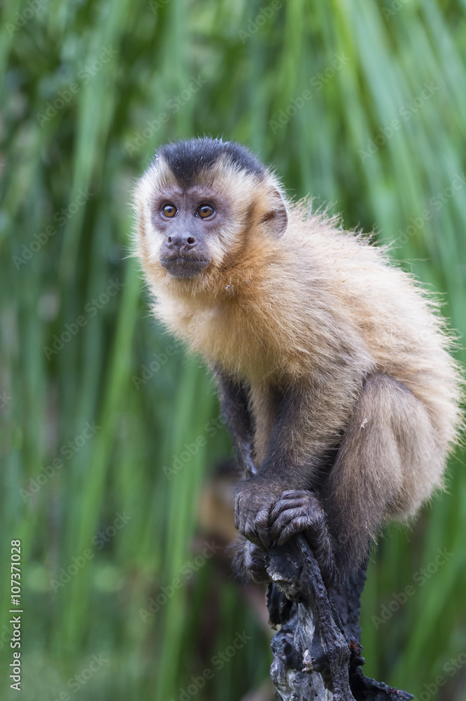 Tufted capuchin (Cebus apella) (brown capuchin) (black-capped capuchin) in a palm tree, Mato Grosso do Sul, Brazil Tufted capuchin (Cebus apella) (brown capuchin) (black-capped capuchin) in a palm tree, Mato Grosso do Sul, Brazil