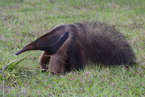 Giant anteater (Myrmecophaga tridactyla), Mato Grosso, Brazil photo