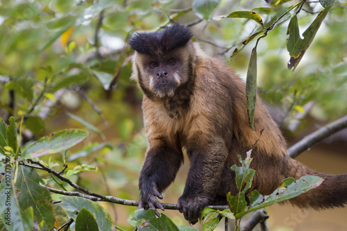 Male tufted capuchin (Cebus apella) (brown capuchin) (black-capped capuchin), Mato Grosso do Sul, Brazil photo