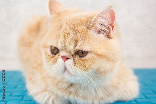 beautiful cat breed Exotic sitting and posing