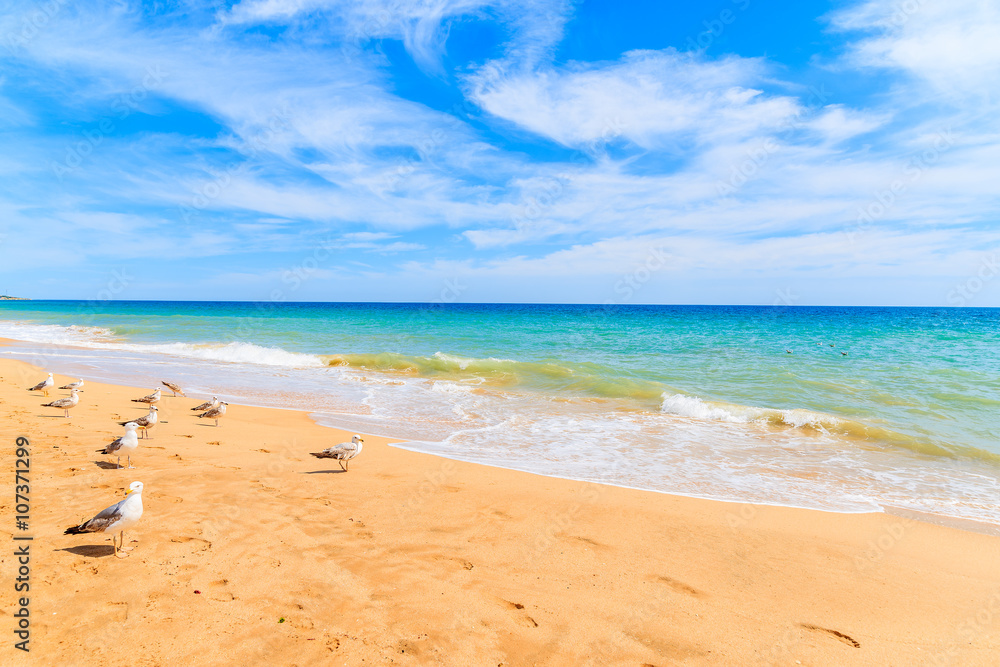 Seagulls on sandy beach in Armacao de Pera village, Algarve region, Portugal