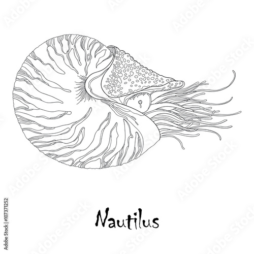 Vector illustration of Nautilus Pompilius or chambered nautilus isolated on white background. Sea mollusk in contour style.