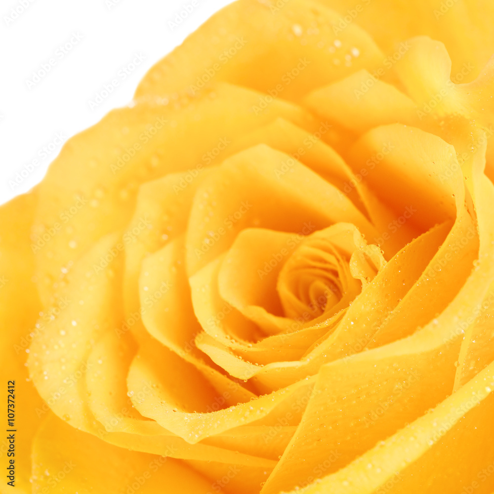 Yellow Rose Flower Yellow Rose Flower