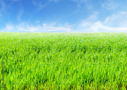 Lush green grass with blue sky background