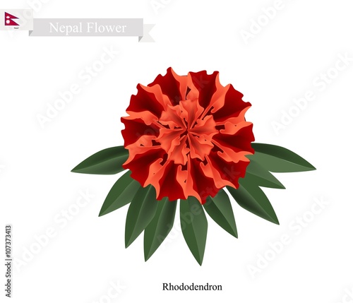 Tulip Flowers, The National Flower of Nepal