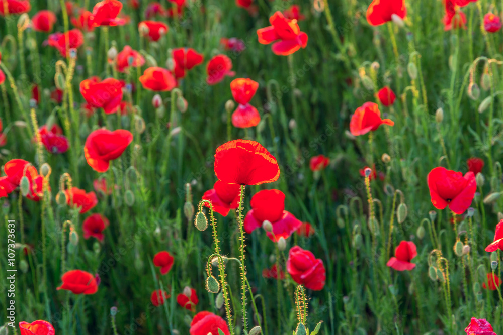 Fototapeta premium Poppies field meadow in summer
