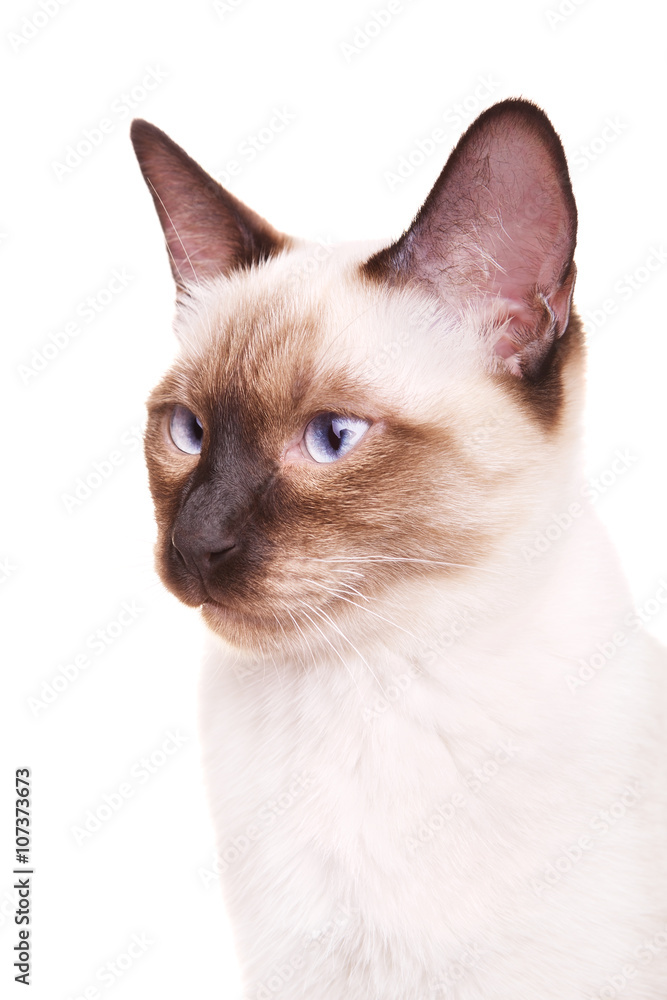 Thai Cat Portrait