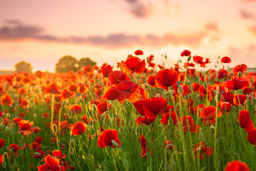 Papier peint photo Coquelicots Prairie estivale aux coquelicots sauvages  © Kavita