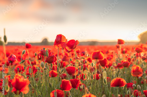 Fototapeta Naklejka Na Ścianę i Meble -  Poppies field meadow in summer