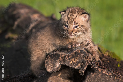 Baby Bobcat (Lynx rufus) Gazes Out from Atop Log © geoffkuchera