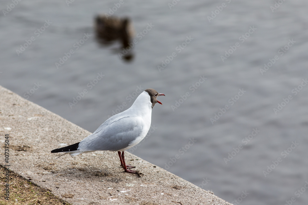 screaming seagull on the shore screaming seagull on the shore